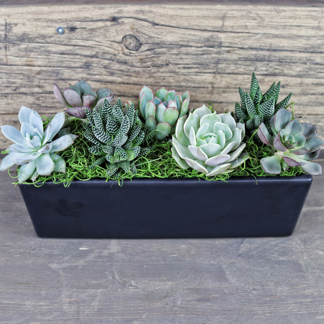 Mixed Succulent Arrangement In Black Vase