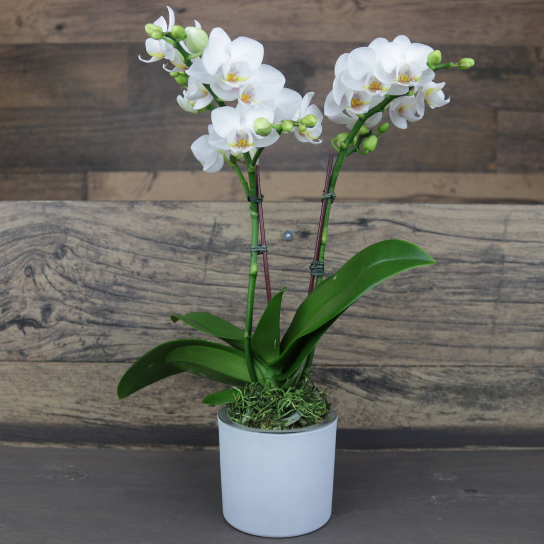 Mini White Orchid