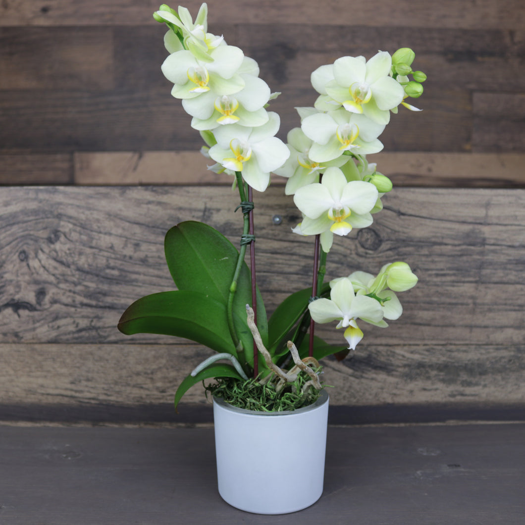 Mini Green Orchid