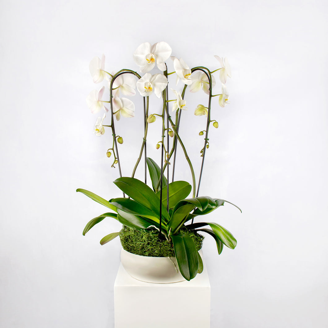 3 Large White Cascading Orchids Arrangement in a White Container