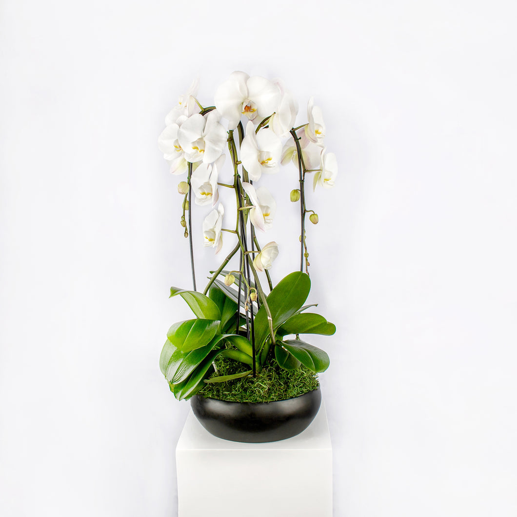 3 Large White Cascading Orchids Arrangement in a Black Container