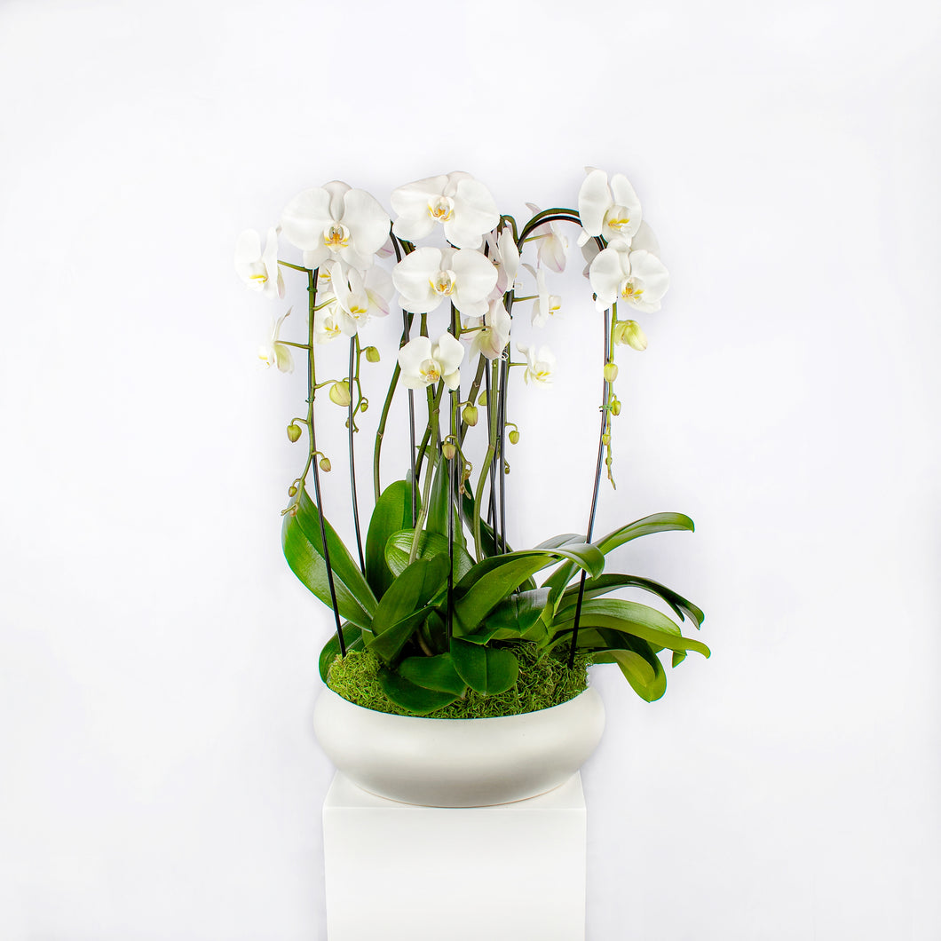 5 Large White Cascading Orchids Arrangement in a White Container